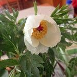 Paeonia clusii പുഷ്പം