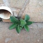 Bryophyllum pinnatum Leht