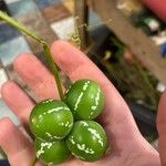 Diplocyclos palmatus Fruit