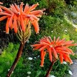 Aloe maculata Други