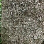Hymenaea courbaril 樹皮