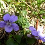 Viola canina 花