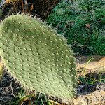 Opuntia durangensis