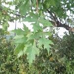 Acer saccharinumഇല