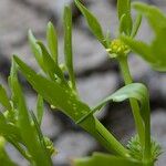 Ranunculus lateriflorus Other