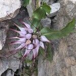 Physoplexis comosa 花