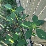 Euphorbia davidii Leaf