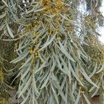 Acacia pendula Flower