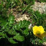 Geum montanum पत्ता