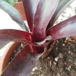 Neoregelia 'Royal Burgundy'葉