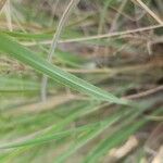 Diplachne fusca Likasa