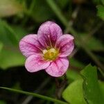 Saxifraga rosaceaVirág