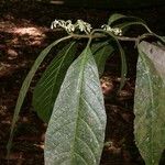 Solanum rovirosanum Ліст