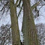 Tilia × euchlora Habitatea