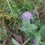 Clinopodium vulgareFlor