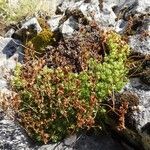 Saxifraga moschata Habitus