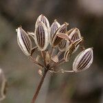 Lomatium triternatum Fruit