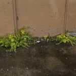 Sedum sarmentosum 整株植物