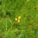 Heterosperma pinnatum Flower