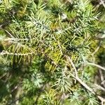 Juniperus oxycedrus Frunză