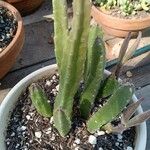 Stapelia grandiflora Leaf