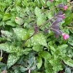 Pulmonaria affinis Likasa