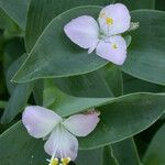 Tradescantia brevifolia 花