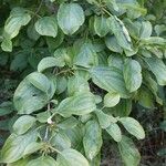 Rhamnus cathartica Frunză