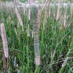 Phleum pratense 整株植物