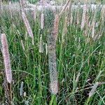 Phleum pratense Habit