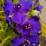 Tradescantia × andersoniana Flower