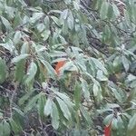 Photinia davidiana 叶