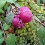 Symphoricarpos orbiculatus ഫലം