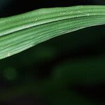 Paspalum paniculatum Leaf