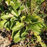 Bellis pappulosa Leaf