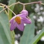 Solanum glaucophyllum Blodyn