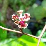 Trichocentrum carthagenense Žiedas