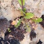 Arabis aucheri Leaf