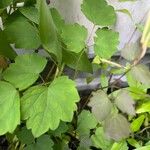 Thalictrum aquilegiifolium Leaf