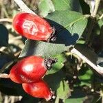 Rosa canina Fruit