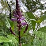 Phlogacanthus turgidus Flower