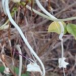 Rotheca incisa Floare