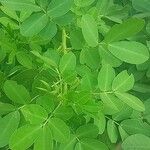 Cassia obtusifolia Leaf