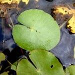 Nymphoides peltata Levél