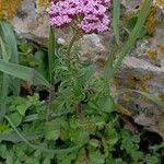 Valeriana macrosiphon 叶