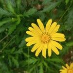 Euryops chrysanthemoidesFlor