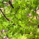 Thalictrum dioicum Folio