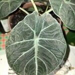 Alocasia reginula Leaf
