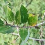 Rhamnus alaternus পাতা