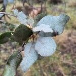 Quercus rotundifolia Leaf